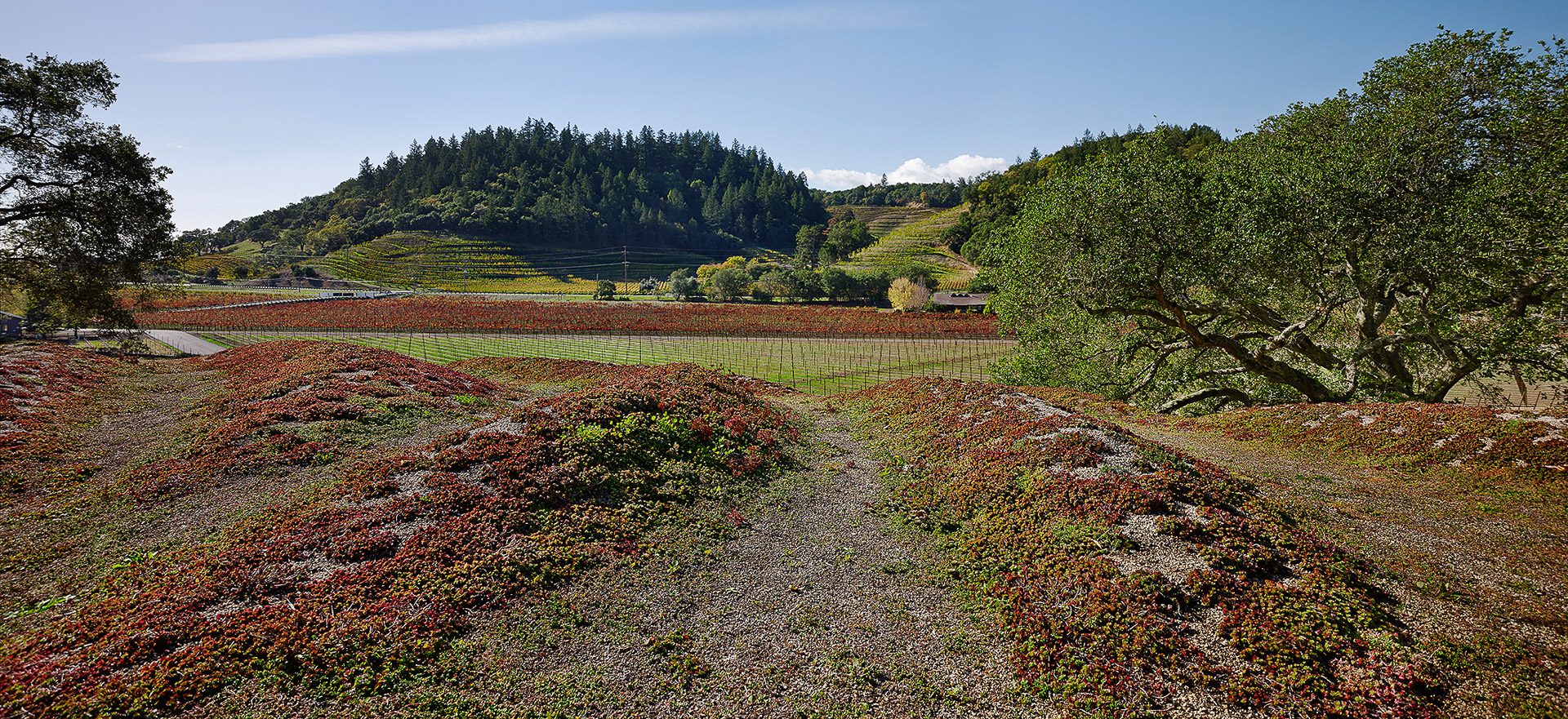 这栋楼的屋顶可以模仿周围山丘的轮廓,也可以俯瞰 the Stag's Leap AVA. ©Adrian Gregorutti